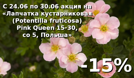 Лапчатка кустарниковая (Potentilla fruticosa) Pink Queen 15-30, co 5, Польша