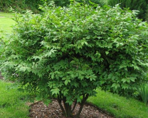 Бересклет Европейский Фото Окружающий Мир