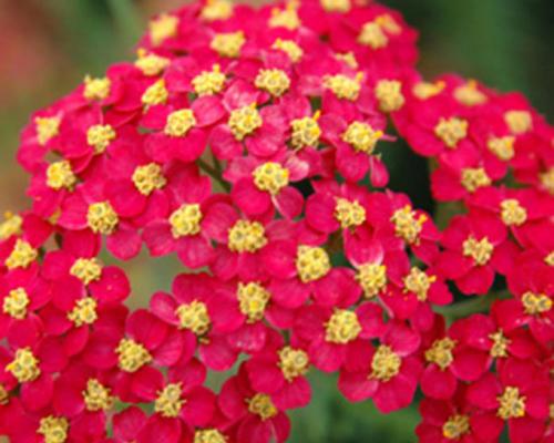 Тысячелистник Фото Крупным Планом