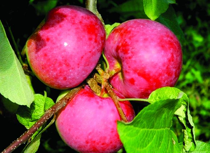 Яблочко наливное - магазинное или свое?