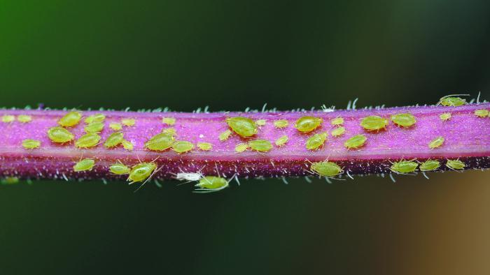 Избавляемся от тли