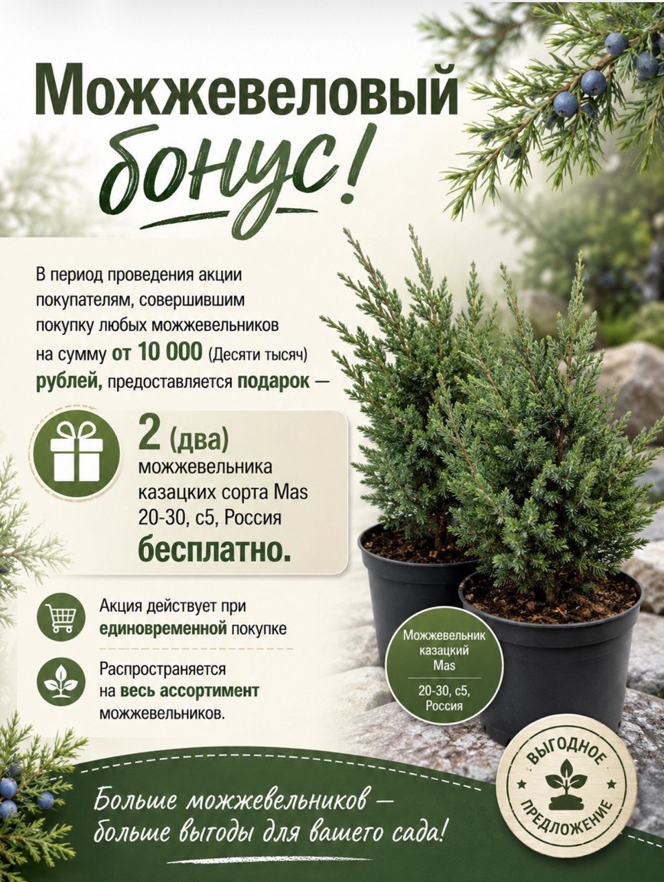 Два можжевельника казацких сорта Mas 20-30 в подарок!